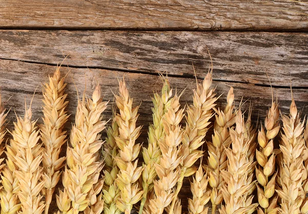 Orejas de trigo maduro de cerca —  Fotos de Stock