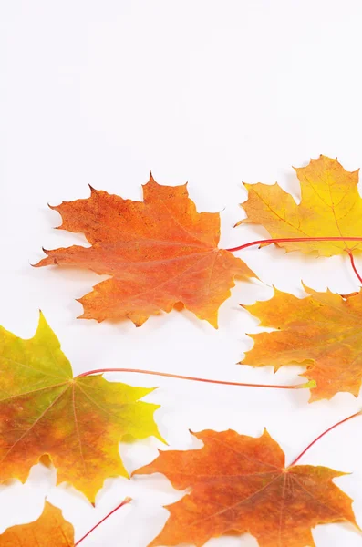 O bordo de outono folhas como fundo — Fotografia de Stock