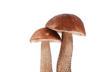 beyaz izole kahverengi kap çörek