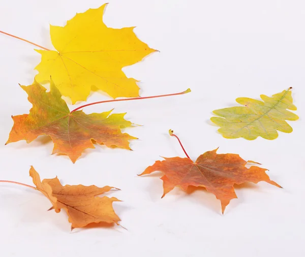 De herfst esdoorn bladeren als achtergrond — Stockfoto