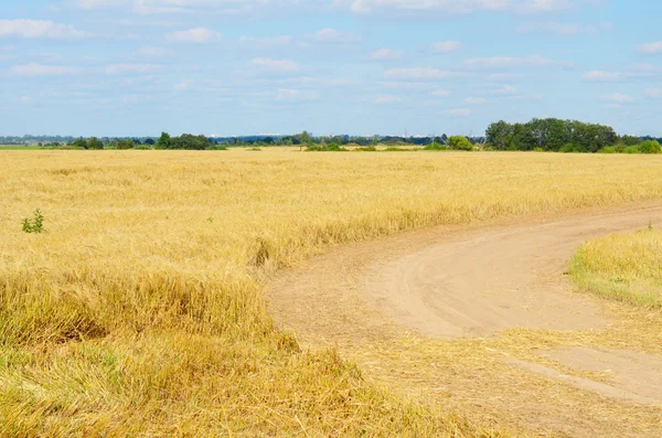 Campo con la segale contro il cielo — Foto Stock