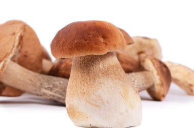 beyaz izole ham boletus mantarı