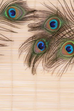 Tavus kuşu güzel tüy