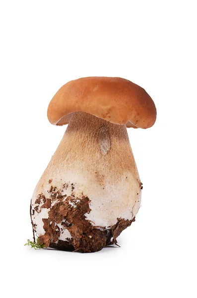 The raw boletus edulis isolated on white — Stock Photo, Image