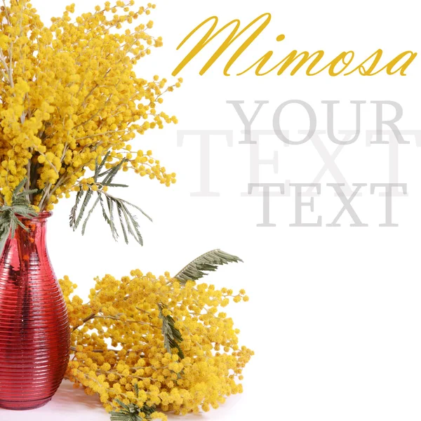 Beyaz arka plan üzerinde izole sarı Mimoza — Stok fotoğraf