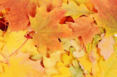 yapraklar Sonbaharda akçaağaç arka plan