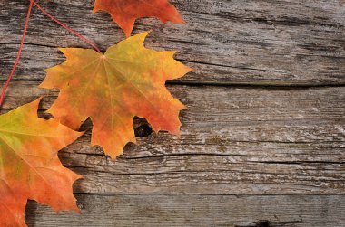 Ahşap zemin üzerinde sonbahar akçaağaç yaprakları