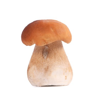beyaz izole ham boletus mantarı