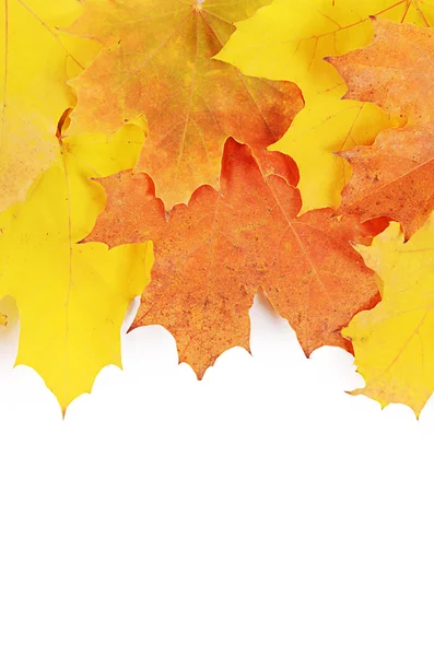 Autumn maple leaves isolated on white — Stock Photo, Image