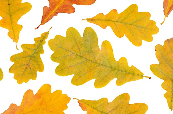 Осенние дубовые листья изолированы на белом — стоковое фото
