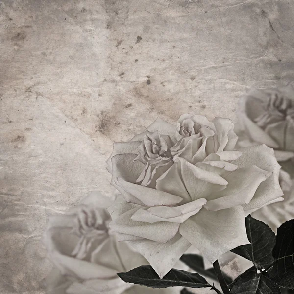 The beautiful rose a vintage background — Stock Photo, Image