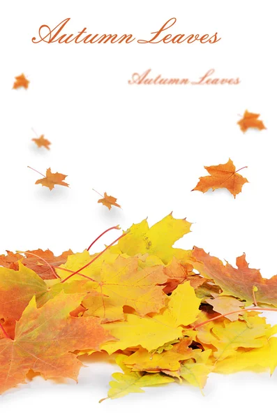 Podzimní javorové listy izolované na bílém — Stock fotografie