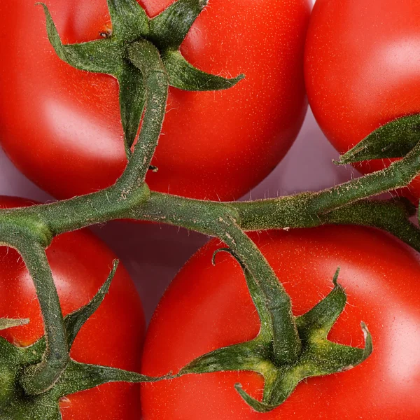 枝に赤いトマト — ストック写真