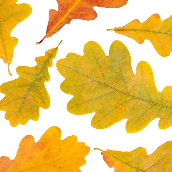 Hojas de roble de otoño aisladas en blanco — Foto de Stock