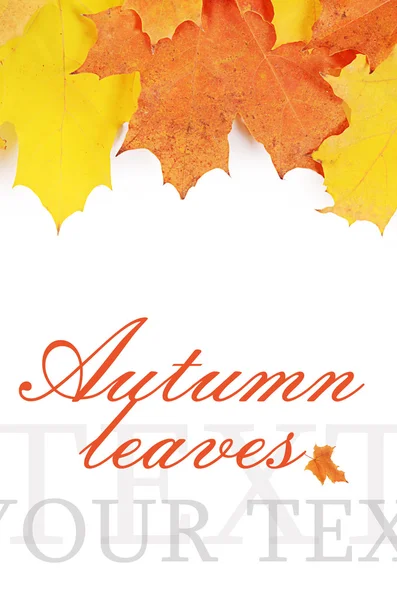 Autumn maple leaves isolated on white — Stock Photo, Image