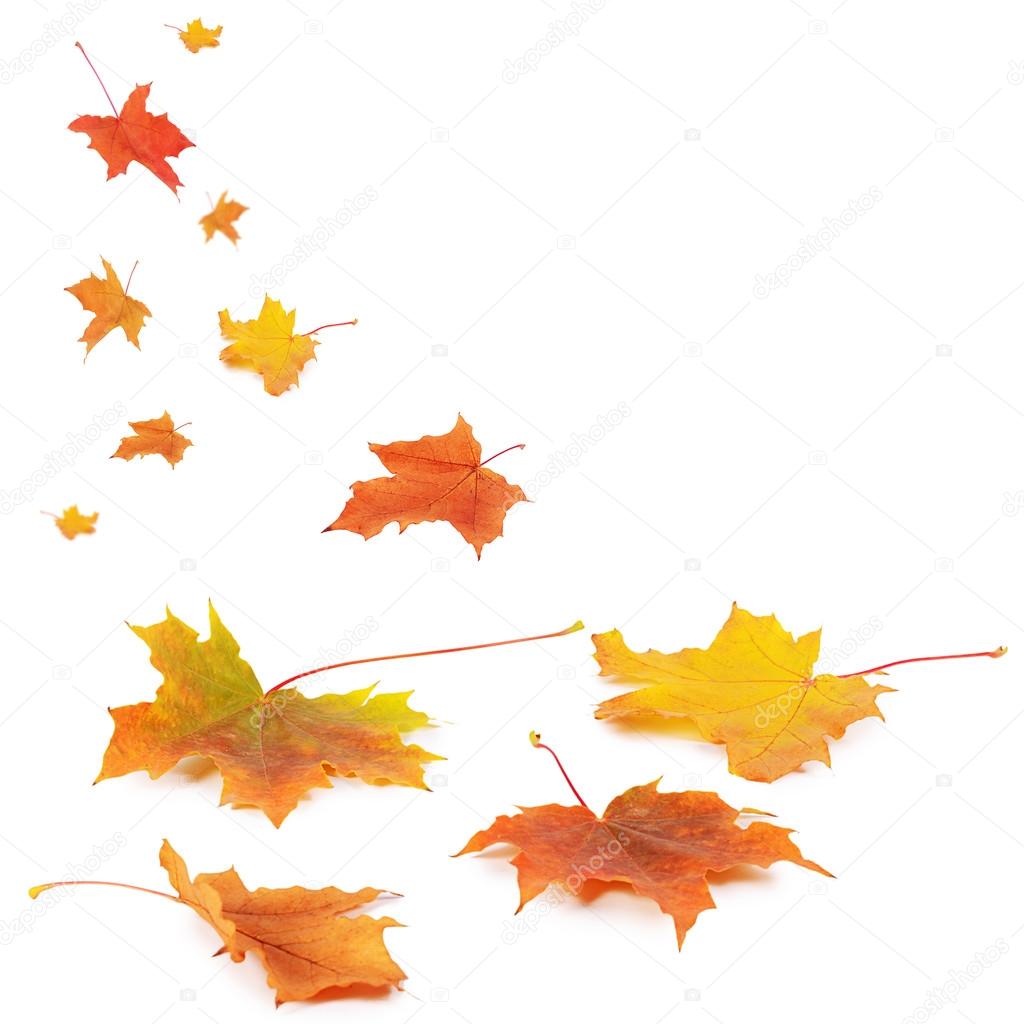 Autumn maple leaves isolated on white