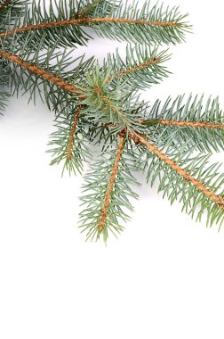 Noel ağacı üzerinde beyaz izole