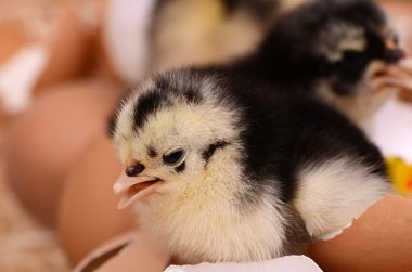 küçük tavuk yuvada. Paskalya