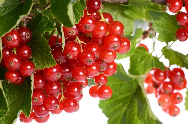 Groseille rouge isolé sur fond blanc — Photo