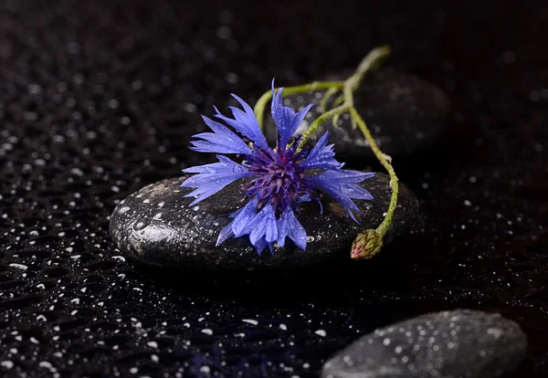 Stones for spa with water drops and cornflower — Stock Photo, Image