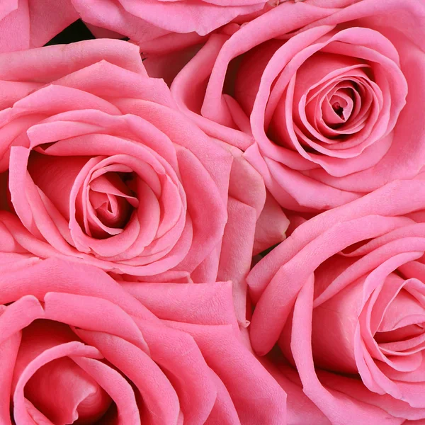 Pink rose  as a background — Stock Photo, Image