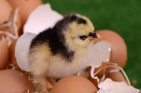 Pollo nel nido. Pasqua — Foto Stock