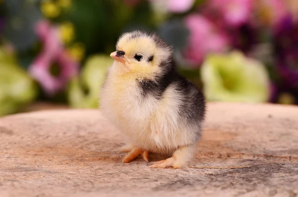 Lilla kycklingen i boet. påsk — Stockfoto