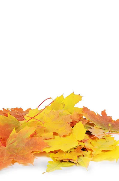Осенние кленовые листья изолированы на белом — стоковое фото
