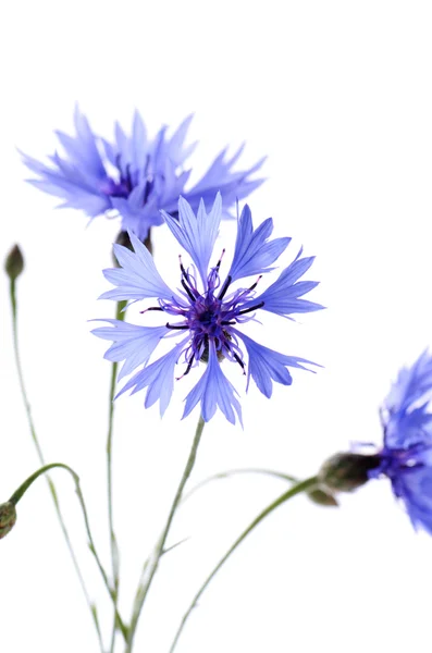 A bela flor de milho isolada em branco — Fotografia de Stock