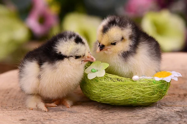 Pollo nel nido. Pasqua — Foto Stock