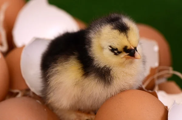 Lilla kycklingen i boet. påsk — Stockfoto