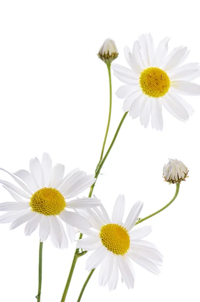Krásné sedmikráska izolovaných na bílém — Stock fotografie