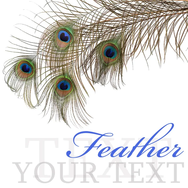 Feather of peacock isolated on white background — Stock Photo, Image