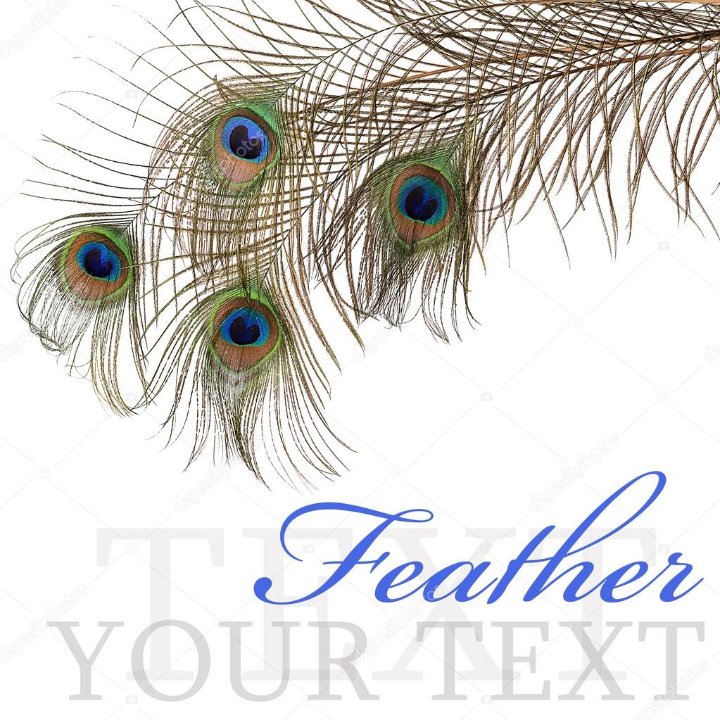 Feather of peacock isolated on white background