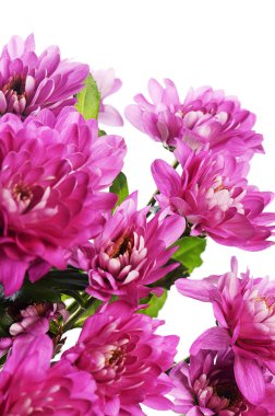 Beyaz bir arka plan üzerinde çiçek pembe krizantem