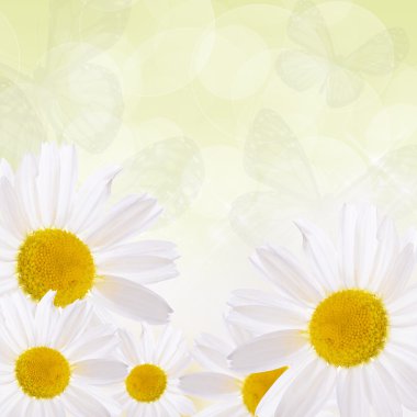 Güzel papatya yakın çekim