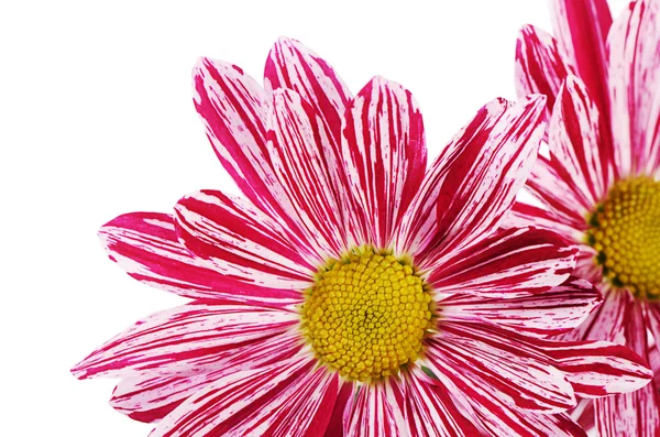 Crisantemi rosa fiore su sfondo bianco — Foto Stock
