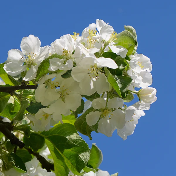 Fiori di mele in primavera — Foto Stock