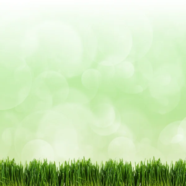 Green grass on green background — Stock Photo, Image