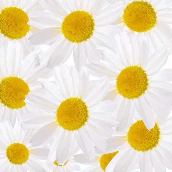 Das schöne Gänseblümchen aus nächster Nähe — Stockfoto