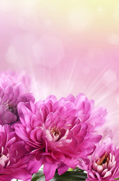 Krysantemum blomma rosa — Stockfoto