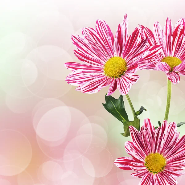 Krysantemum blomma rosa — Stockfoto