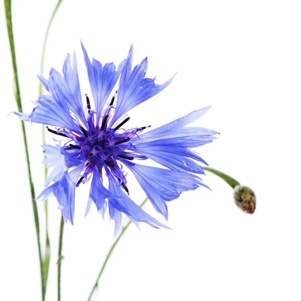 A bela flor de milho isolada em branco Imagem De Stock