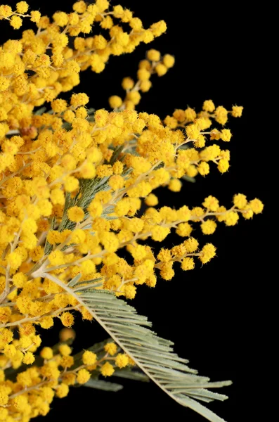 Gul mimosa på svart bakgrund — Stockfoto