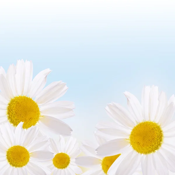 De prachtige daisy close-up — Stockfoto