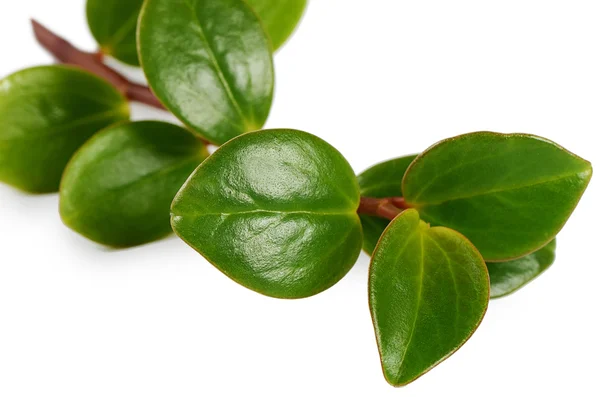 Geneeskrachtige planten geïsoleerd op witte achtergrond — Stockfoto