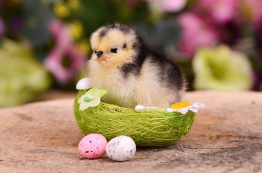 küçük tavuk yuvada. Paskalya