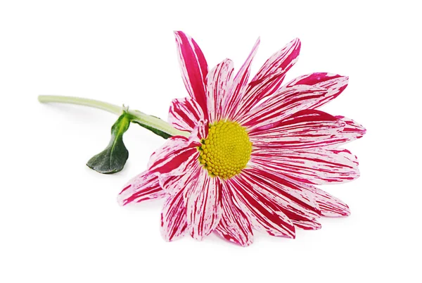 Beyaz bir arka plan üzerinde çiçek pembe krizantem — Stok fotoğraf
