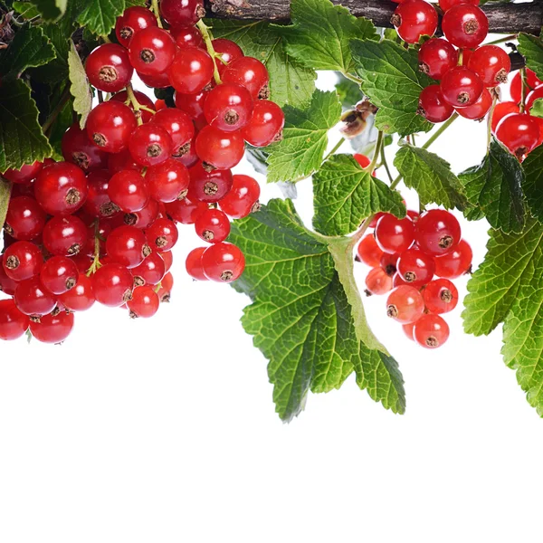 Groseille rouge isolé sur fond blanc — Photo