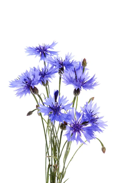 The beautiful cornflower isolated on white — Stock Photo, Image